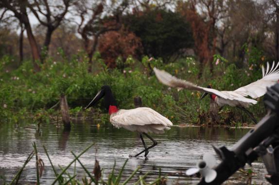 Casal de tuiuius no rio Paraguai, região de Corumbá, no Mato Grosso do Sul